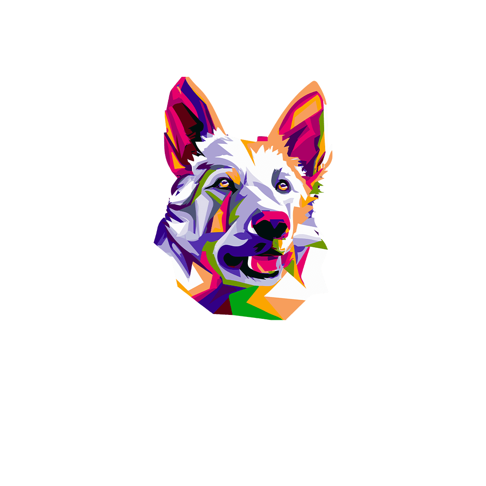 Biały owczarek szwajcarski