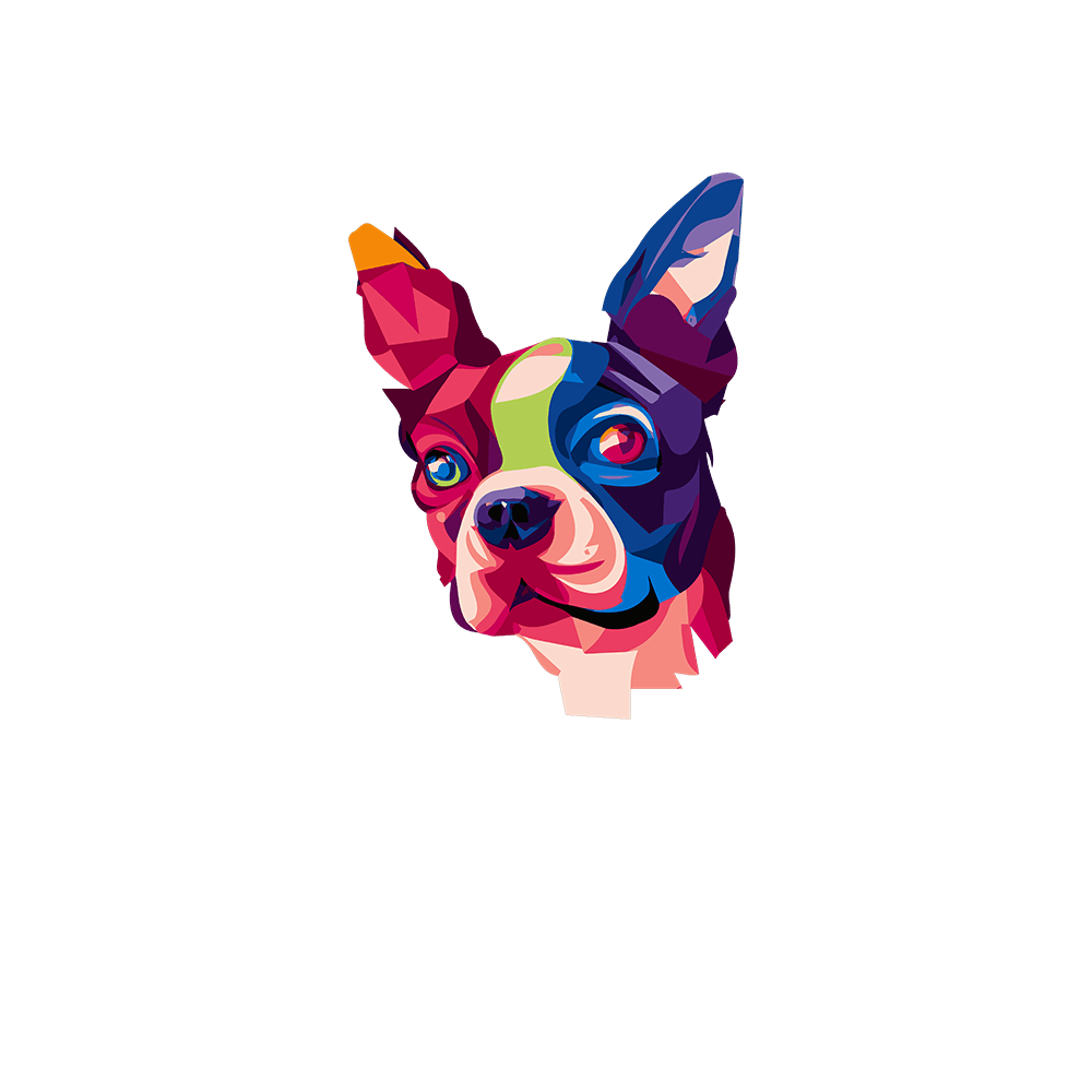 Boston Terrier